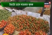 টমেটো চাষে বিপুল আয়, কী ভাবে, দেখুন...