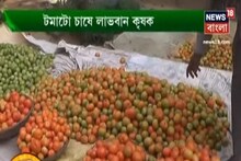 টমেটো চাষে বিপুল আয়, কী ভাবে, দেখুন...
