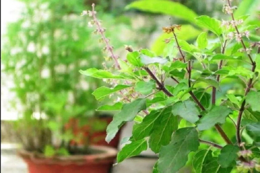 মন্ত্রকের দাবি, আয়ুর্বেদিক সাহিত্য এবং বৈজ্ঞানিক প্রকাশনার উপর ভিত্তি করেই এই পরামর্শগুলি দেওয়া হয়েছে৷ বিশেষ জোর দেওয়া হয়েছে শ্বাসতন্ত্র সুস্থ রাখার উপর৷PHOTO- FILE মন্ত্রকের দাবি, আয়ুর্বেদিক সাহিত্য এবং বৈজ্ঞানিক প্রকাশনার উপর ভিত্তি করেই এই পরামর্শগুলি দেওয়া হয়েছে৷ বিশেষ জোর দেওয়া হয়েছে শ্বাসতন্ত্র সুস্থ রাখার উপর৷PHOTO- FILE
