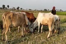 দুঃসময়...দাম নেই, গরুকে মাঠে নিয়ে গিয়ে শশা খাইয়ে দিচ্ছেন কৃষকরা!