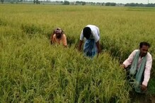 লক ডাউনের দোসর মিনিট কুড়ির শিলাবৃষ্টি, বোরো ধান নষ্টে কৃষকদের হাহাকার... লক ডাউনের দোসর মিনিট কুড়ির শিলাবৃষ্টি, বোরো ধান নষ্টে কৃষকদের হাহাকার...