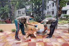 লকডাউন চললেলকডাউনে ওদের ছুটি ও ওদের ছুটি নয়, হার্বাল স্যানিটাইজার দিয়ে চার্লস, লিজাদের জীবাণুমুক্ত রাখছে ডগ স্কোয়াড