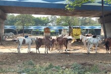 করোনা সংক্রমণ রুখতে শহরে তালা, বন্ধ এক্কা গাড়ি, অনাহারে দিন কাটছে মুন্নি-রাজার