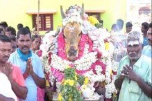 লকডাউনকে থোড়াই কেয়ার, শয়ে শয়ে মানুষ যোগ দিলেন ষাঁড়ের শেষযাত্রায়! লকডাউনকে থোড়াই কেয়ার, শয়ে শয়ে মানুষ যোগ দিলেন ষাঁড়ের শেষযাত্রায়!