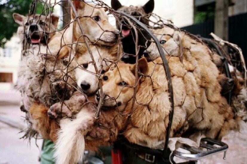 ▪️তাদের পক্ষ থেকেই জানানো হয়েছে যে কুকুর হল মানুষের বন্ধুর মত৷ বিশ্বাস পোষ্য হিসেবেই কুকুরে খ্যাতি বিশ্বজুড়ে৷ চিন ছাড়া বিশ্বের কোনও প্রান্তেই কুকুরের মাংস খাওয়ার রীতি নেই৷ করোনার প্রকোপের পর তাই চিনেও কুকুরের মাংস খাওয়ার ওপর নিষেধাজ্ঞা জারি করা হবে শীঘ্রই৷ 