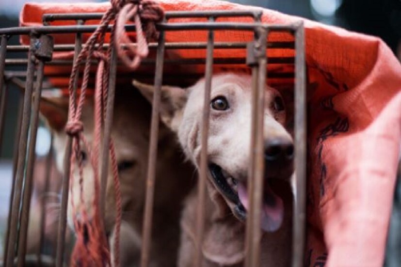 ▪️সেই থেকে মাংস খাওয়ার ওপর বিধিনিষেধ জারি করতে চলেছে চিনা সরকার৷ কোন কোন পশুর মাংস খাওয়া হবে, কী থাকবে খাদ্য তালিকায় তা নিয়েই প্রকাশ করা হবে বিজ্ঞপ্তি৷ 