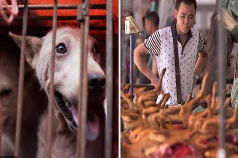 ▪️যার মধ্যে থাকছে গরু-ছাগল, শুয়োর, পোল্ট্রি এবং উটের মাংস৷ তবে ১৩ রকমের পশু যার মাংস এতদিন খাওয়ার চল ছিল চিনে তা এবার থেকে বন্ধ হতে চলেছে৷ যার মধ্যে রয়েছে অসট্রিচ, শেয়ালের মত পশু৷ 