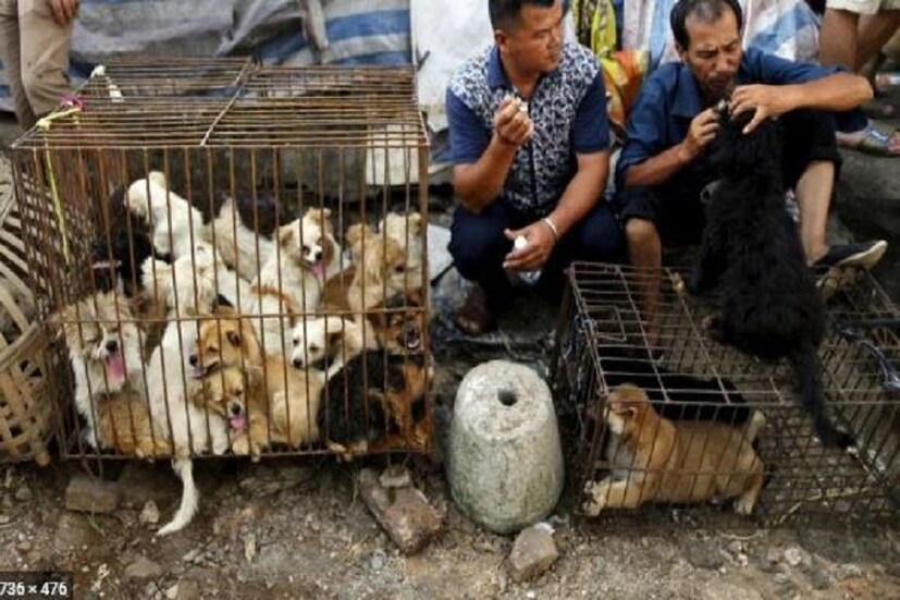 ▪️বিশেষজ্ঞরা মনে করছেন যে বাদুরের মাংস থেকে করোনা ভাইরাসের উৎপত্তি এবং তা থেকেই এই মারণ জীবাণু ছড়ায় মানুষের মধ্যে৷ 