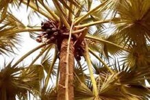 লকডাউনে অমিল মদ, তালের রস খেতে হুড়োহুড়ি, মানসিক হাসপাতালে ভর্তি ১৭৫ লকডাউনে অমিল মদ, তালের রস খেতে হুড়োহুড়ি, মানসিক হাসপাতালে ভর্তি ১৭৫