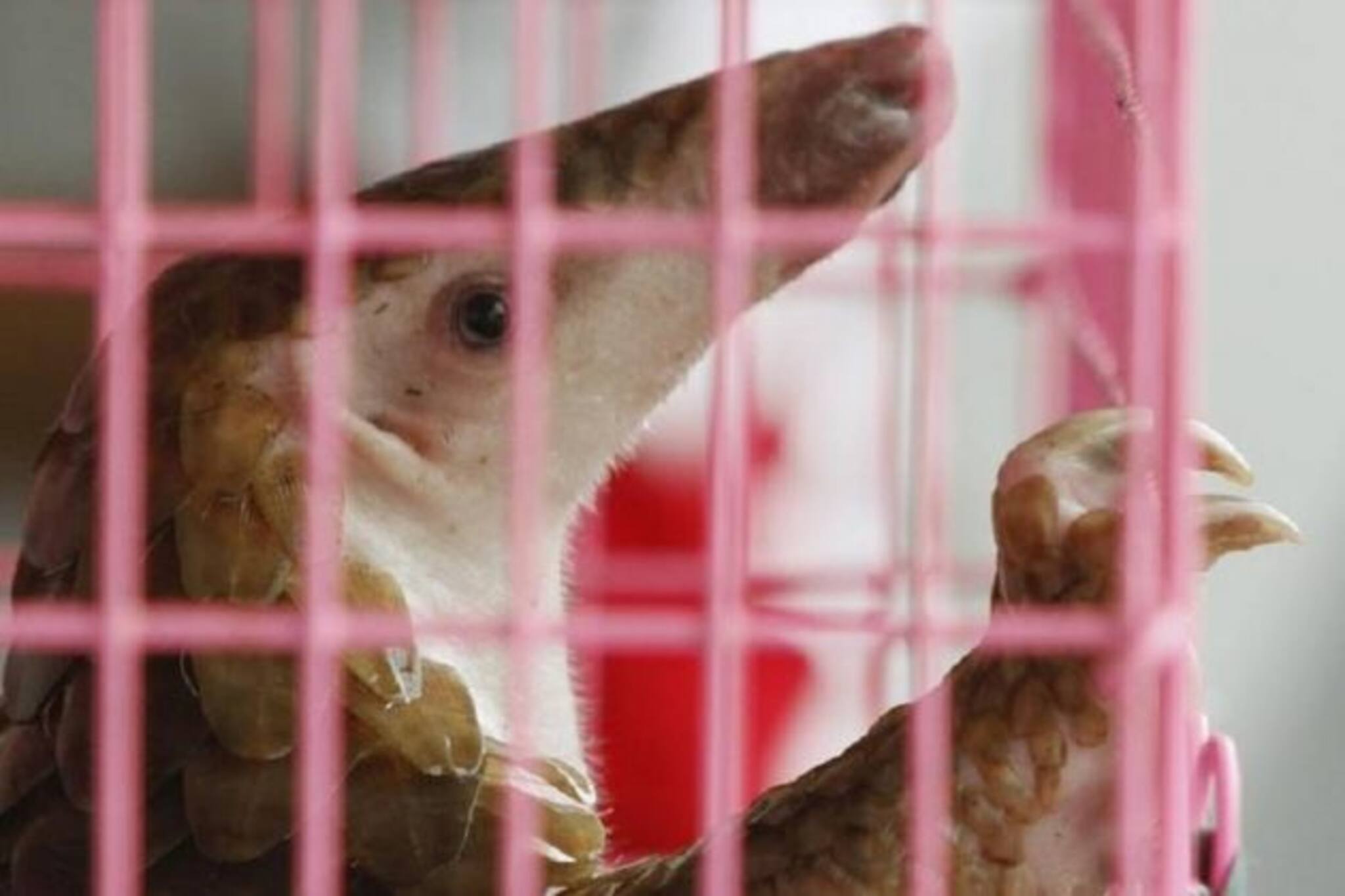 প্রতিশোধ নিচ্ছে প্যাঙ্গোলিন? করোনা ভাইরাস মনে করাচ্ছে মানুষের ভয়াবহ পাপ