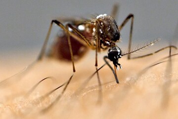 মশা থেকে কি ছড়াতে পারে Coronavirus ? জেনে নিন বিশেষজ্ঞদের মত মশা থেকে কি ছড়াতে পারে Coronavirus ? জেনে নিন বিশেষজ্ঞদের মত