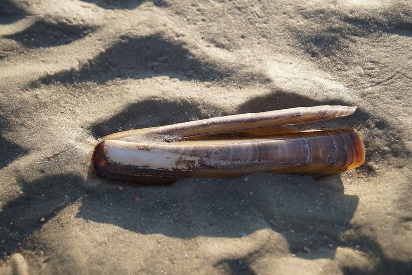 *তবে খেয়াল রাখবেন, পুরুষাঙ্গ হোক বা যৌনাঙ্গের রং যদি হঠাৎ করে পরিবর্তন হয়, তাহলে বিপদ৷ এতে রোগের লক্ষণ৷ বিশেষ করে যৌনাঙ্গ দিয়ে যদি দুর্গন্ধ বের হয় বা চুলকানি, জ্বালা বা পুঁজ হলে অবশ্যই ডাক্তারকে দেখান৷ 