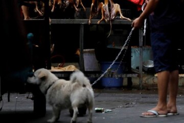 কুকুরের মাংসকে খাদ্য তালিকা থেকে বাদ দিয়ে শুধুমাত্র কুকুর পোষার দিকেই নজর চিনের