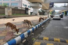 লকডাউনে ভাল থাকুক সারমেয়রা, রাস্তায় নেমে তাঁদের যত্ন নিচ্ছেন সোহিনী