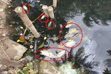 কান পাতলেই কান্নার শব্দ, সারি সারি মরা মাছ ভাসছ পুকুরে, মাথায় হাত ব্যবসায়ীদের