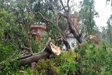 সুপার সাইক্লোন আমফানে ভেঙে পড়া গাছগুলির Replantation শুরু, পুরসভার উদ্যোগে খুশি এলাকাবাসী