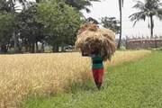 ধেয়ে আসছে ঘূর্ণি ঝড় আমফান, জমির ফসল বাঁচাতে কোমর বেঁধে মাঠে নেমেছে গ্রামের মানুষ
