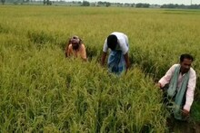 রেড জোনে থাকা কৃষকরা ধান কাটতে যেতে পারবেন না, সংক্রমণ ঠেকাতে তৎপর প্রশাসন