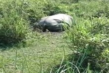 একের পর এক গুলিতে লুটিয়ে পড়ল একশৃঙ্গ গণ্ডার, খড়গ কেটে পালাল দুষ্কৃতীরা