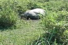 একের পর এক গুলিতে লুটিয়ে পড়ল একশৃঙ্গ গণ্ডার, খড়গ কেটে পালাল দুষ্কৃতীরা একের পর এক গুলিতে লুটিয়ে পড়ল একশৃঙ্গ গণ্ডার, খড়গ কেটে পালাল দুষ্কৃতীরা