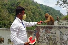 অনাহারে ঝিমিয়ে পড়েছে, লকডাউনে চরম খাদ্য সংকটে সেবক পাহাড়ের বাঁদরবাহিনী