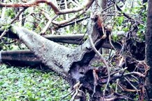 আমফানের কোপ! বোট্যানিক্যল গার্ডেনে পৃথিবীর বৃহত্তম বটগাছ চরম ক্ষতিগ্রস্থ আমফানের কোপ! বোট্যানিক্যল গার্ডেনে পৃথিবীর বৃহত্তম বটগাছ চরম ক্ষতিগ্রস্থ