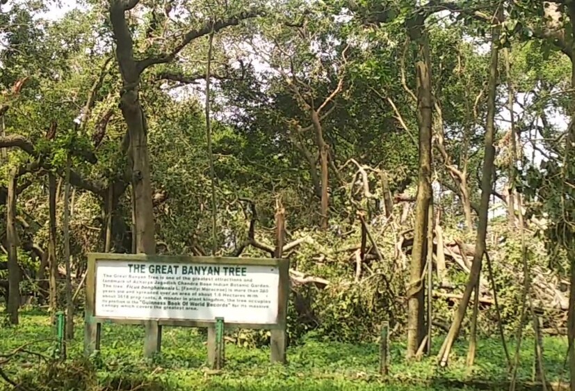 • ২৭০ বছরের বৃদ্ধ, আমাদের রাজ্যের  বাসিন্দা আজ আক্রান্ত ভয়ঙ্কর আমফানের জেরে । ঝড়ের দাপটে ব্যাপক ক্ষতি হয়েছে আচার্য জগদীশ চন্দ্র বোস বোটানিক্যাল গার্ডেনের বিশ্ববিখ্যাত বুড়ো বটের । 