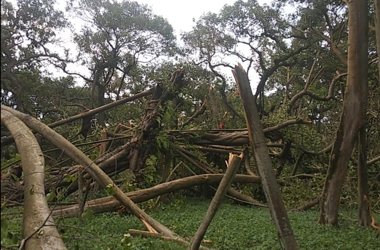 • সেই সময় নাম দেওয়া হয় রয়্যাল বোটানিক্যাল গার্ডেন । পরবর্তী কালে কলকাতা বোটানিক্যাল গার্ডেন, আর এই মুহূর্তে নাম হয়েছে আচার্য জগদীশ চন্দ্র বোস ইন্ডিয়ান বোটানিক্যাল গার্ডেন যা গঙ্গার পশ্চিমপাড়ে হাওড়ার শিবপুরে অবস্থিত । • সেই সময় নাম দেওয়া হয় রয়্যাল বোটানিক্যাল গার্ডেন । পরবর্তী কালে কলকাতা বোটানিক্যাল গার্ডেন, আর এই মুহূর্তে নাম হয়েছে আচার্য জগদীশ চন্দ্র বোস ইন্ডিয়ান বোটানিক্যাল গার্ডেন যা গঙ্গার পশ্চিমপাড়ে হাওড়ার শিবপুরে অবস্থিত ।