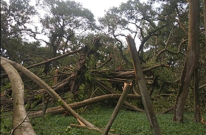 • সেই সময় নাম দেওয়া হয় রয়্যাল বোটানিক্যাল গার্ডেন । পরবর্তী কালে কলকাতা বোটানিক্যাল গার্ডেন, আর এই মুহূর্তে নাম হয়েছে আচার্য জগদীশ চন্দ্র বোস ইন্ডিয়ান বোটানিক্যাল গার্ডেন যা গঙ্গার পশ্চিমপাড়ে হাওড়ার  শিবপুরে অবস্থিত ।  