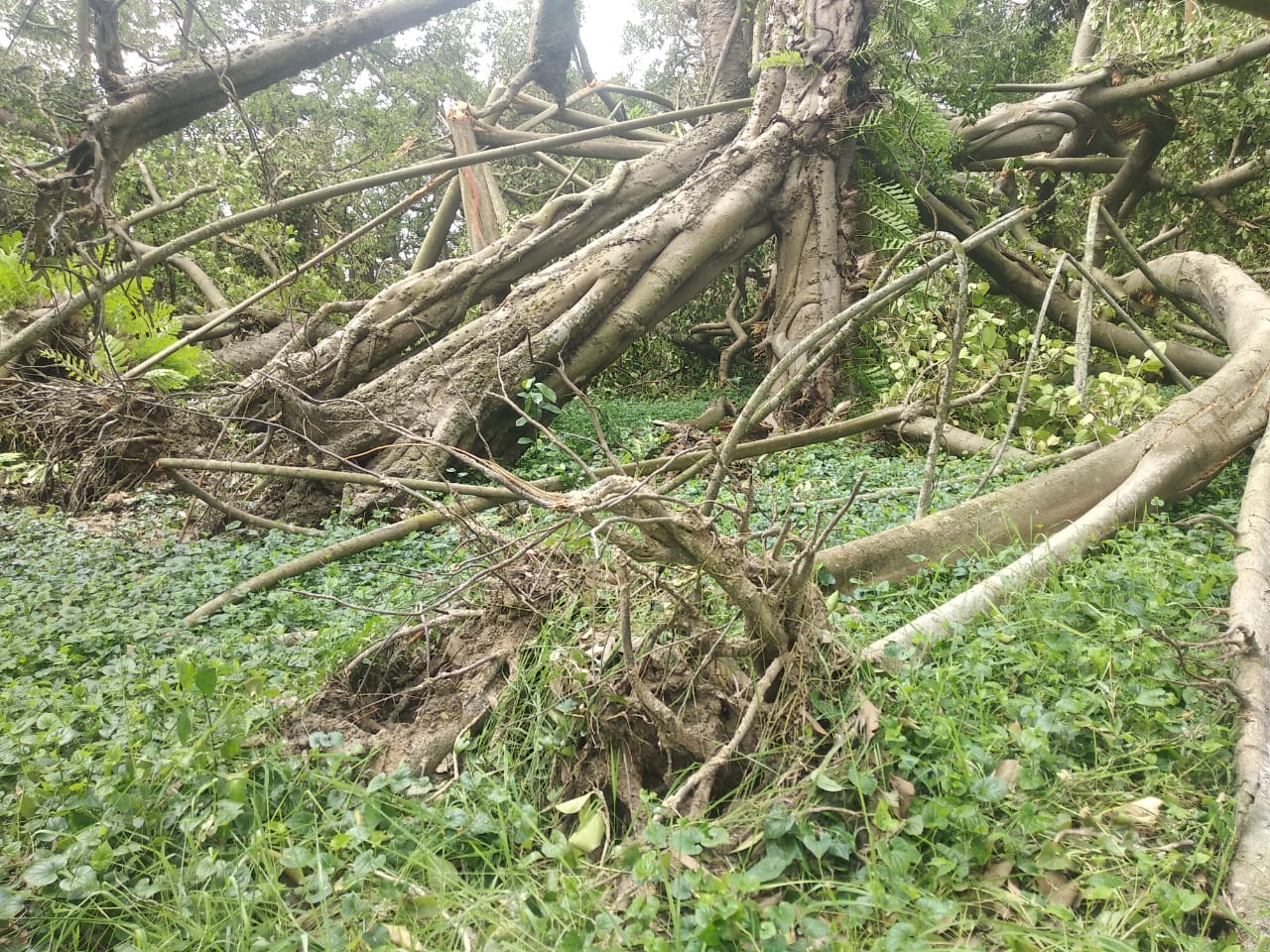 • দেশ বিদেশের পর্যটকদের কাছে অনেকটাই গুরুত্ব অর্জন করে বুড়ো বট । গঙ্গার উপকূলে অবস্থিত হাওয়ায় প্রায় প্রতিটি ঝড়ের প্রভাব পরে এই বাগানে । তবে কোনওবারই বট গাছের কোনও ক্ষতি হয়নি । • দেশ বিদেশের পর্যটকদের কাছে অনেকটাই গুরুত্ব অর্জন করে বুড়ো বট । গঙ্গার উপকূলে অবস্থিত হাওয়ায় প্রায় প্রতিটি ঝড়ের প্রভাব পরে এই বাগানে । তবে কোনওবারই বট গাছের কোনও ক্ষতি হয়নি ।