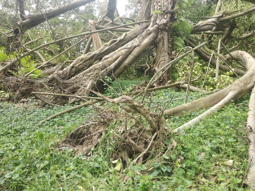 • দেশ বিদেশের পর্যটকদের কাছে অনেকটাই গুরুত্ব অর্জন করে বুড়ো বট । গঙ্গার উপকূলে অবস্থিত হাওয়ায় প্রায় প্রতিটি ঝড়ের প্রভাব পরে এই বাগানে । তবে কোনওবারই বট গাছের কোনও ক্ষতি হয়নি । 