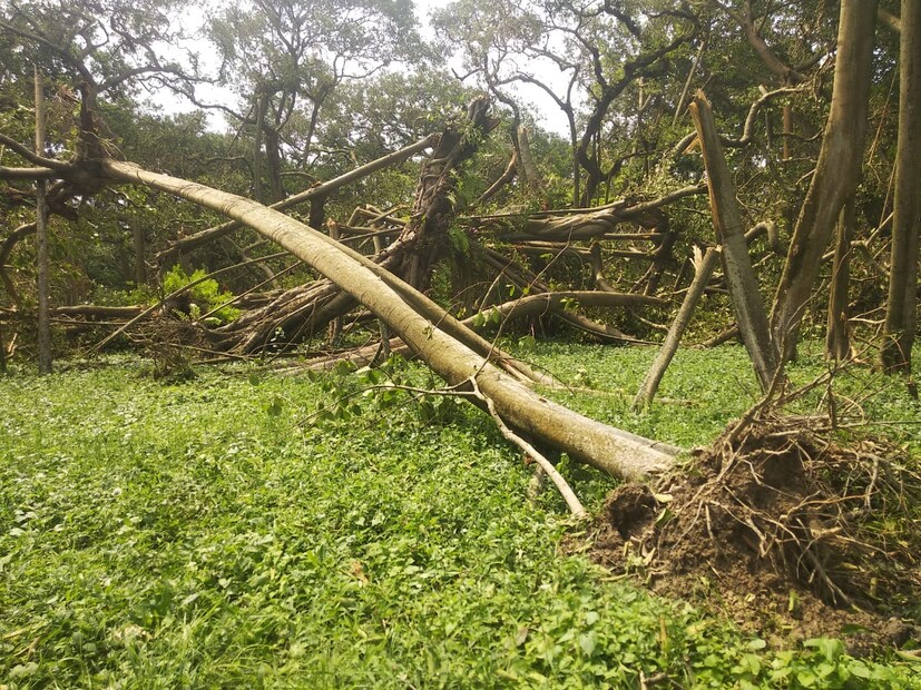 • বোটানিক্যাল গার্ডেনের দায়িত্বে থাকা উদ্ভিদ বিজ্ঞানী ডক্টর বসন্ত সিংহের দাবি, ১৮৬৭ সালের ঝড়ে বট গাছটির মূল কাণ্ডটির কিছুটা ক্ষতি হয়েছিল । তবে এই আমফান অনেকটাই ক্ষতি করে দিল আমাদের রাজ্যের সব থেকে পুরোনো নাগরিকের । বাগান কর্তিপক্ষের দাবি, ক্ষতিগ্রস্ত অংশটিকে সরিয়ে আবার নতুন করে বট গাছটিকে তার মহিমায় ফিরিয়ে আনা হবে । 