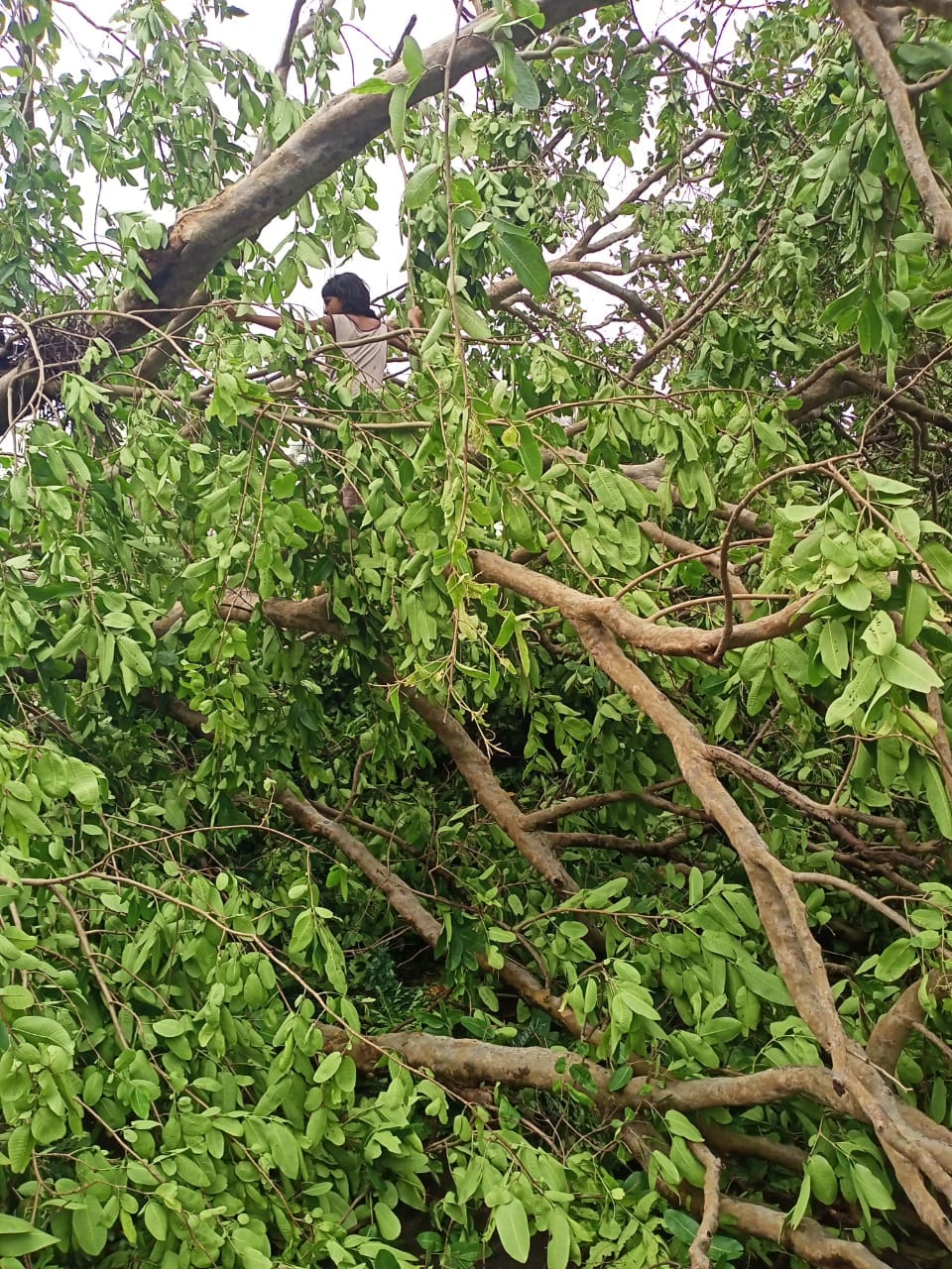 ১২ অক্টোবর, ১৭৩৭ ৷ ভাল করে গড়ে ওঠার আগেই ধ্বংস হয়ে গিয়েছিল কলকাতা। তথ্য বলছে, ঘূর্ণিঘড়ের ধাক্কায় গঙ্গার আশপাশে কুড়ি হাজার জাহাজ ধ্বংস হয়ে যায় ৷ কয়েকশো ঘর ধসে যায় ৷ ভেঙে পড়ে হাজার, হাজার গাছ ৷ Representational Image ১২ অক্টোবর, ১৭৩৭ ৷ ভাল করে গড়ে ওঠার আগেই ধ্বংস হয়ে গিয়েছিল কলকাতা। তথ্য বলছে, ঘূর্ণিঘড়ের ধাক্কায় গঙ্গার আশপাশে কুড়ি হাজার জাহাজ ধ্বংস হয়ে যায় ৷ কয়েকশো ঘর ধসে যায় ৷ ভেঙে পড়ে হাজার, হাজার গাছ ৷ Representational Image
