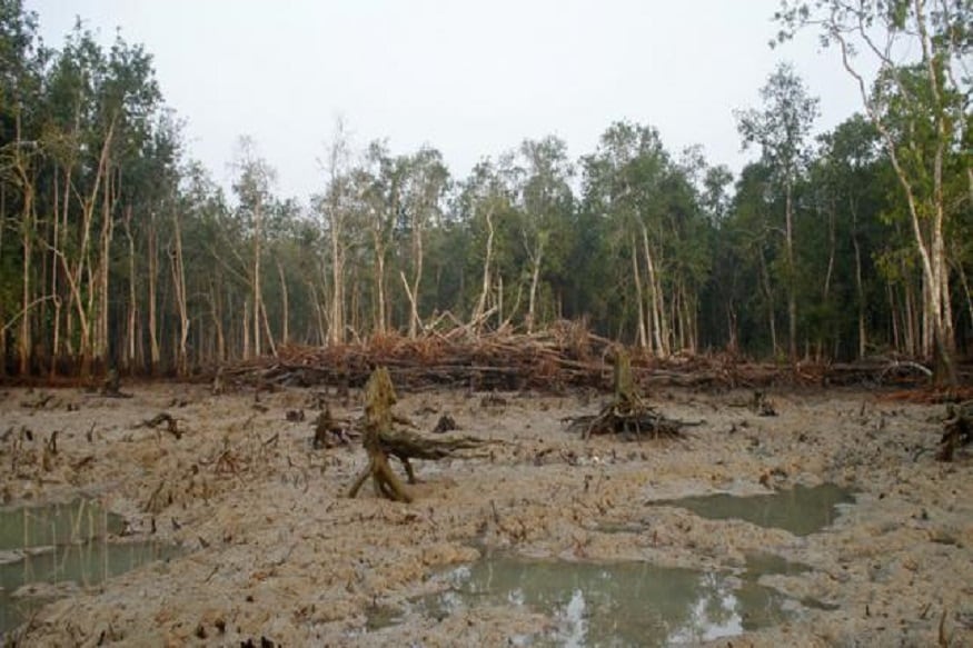 UNESCO-র ওয়ার্ল্ড হেরিটেজ সাইটের তালিকায় থাকা সুন্দরবন অঞ্চল আয়লার সময়েও চরম ক্ষতিগ্রস্থ হয়েছিল৷ IMD স্পষ্ট জানাচ্ছে, সুন্দরবনের বিস্তীর্ণ এলাকায় তাণ্ডব চালাবে এই সুপার সাইক্লোন৷ UNESCO-র ওয়ার্ল্ড হেরিটেজ সাইটের তালিকায় থাকা সুন্দরবন অঞ্চল আয়লার সময়েও চরম ক্ষতিগ্রস্থ হয়েছিল৷ IMD স্পষ্ট জানাচ্ছে, সুন্দরবনের বিস্তীর্ণ এলাকায় তাণ্ডব চালাবে এই সুপার সাইক্লোন৷