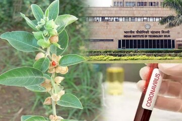 অশ্বগন্ধায় কাবু হতে পারে করোনা! দিল্লি IIT ও জাপানের AIST-র গবেষণায় আশার আলো