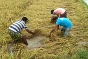 জৈষ্ঠ্যে আমফানের সর্বনাশ, মাঠেই পচছে বোরো ধান, কৃষকদের চরম ক্ষতি