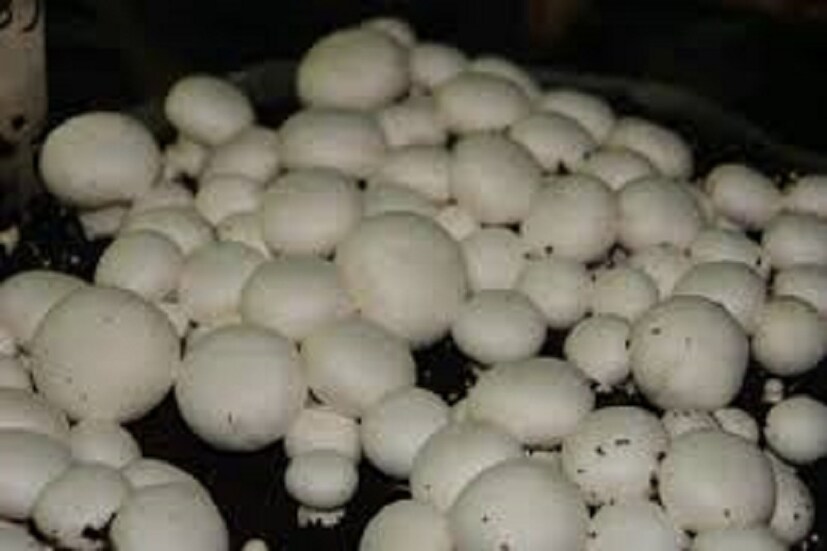 বটন মাশরুমের চাষ করতে গেলে কমপক্ষে ৫০ হাজার টাকা বিনিয়োগ করলে প্রতি বর্গমিটারে ১০ কিলোগ্রাম বটন মাশরুম চাষ করা যেতে পারে ৷ কম করে প্রতি ৪০ বাই ৩০ ফুট এলাকায় তিন ফুট করে ছেড়ে মাশরুম চাষ করা যেতে পারে ৷ প্রতীকী ছবি ৷