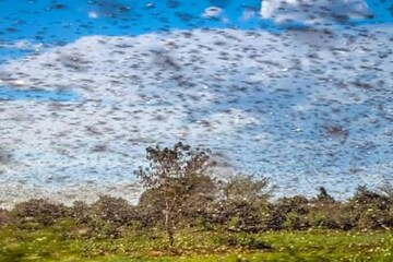 পঙ্গপালের জন্য হাই অ্যালার্ট জারি বহু রাজ্যে, বাংলা কি নিশ্চিন্তে থাকবে?