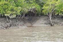সুন্দরবনের সবুজ-সৌন্দর্য কাড়ল আমফান, অস্তিত্বের সংকটে সুন্দরবনের ম্যানগ্রোভ