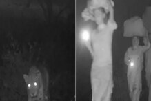 রাতে অন্ধকারে বাড়ি ফিরতে মরিয়া, একই রাস্তায় বাঘ ও পরিযায়ী শ্রমিকের দল! রাতে অন্ধকারে বাড়ি ফিরতে মরিয়া, একই রাস্তায় বাঘ ও পরিযায়ী শ্রমিকের দল!