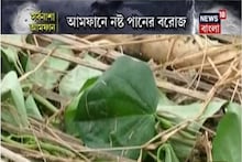 আমফানের তাণ্ডবে পানচাষে বিপুল ক্ষতি, সরকারি সাহায্যের আশায় পানচাষিরা