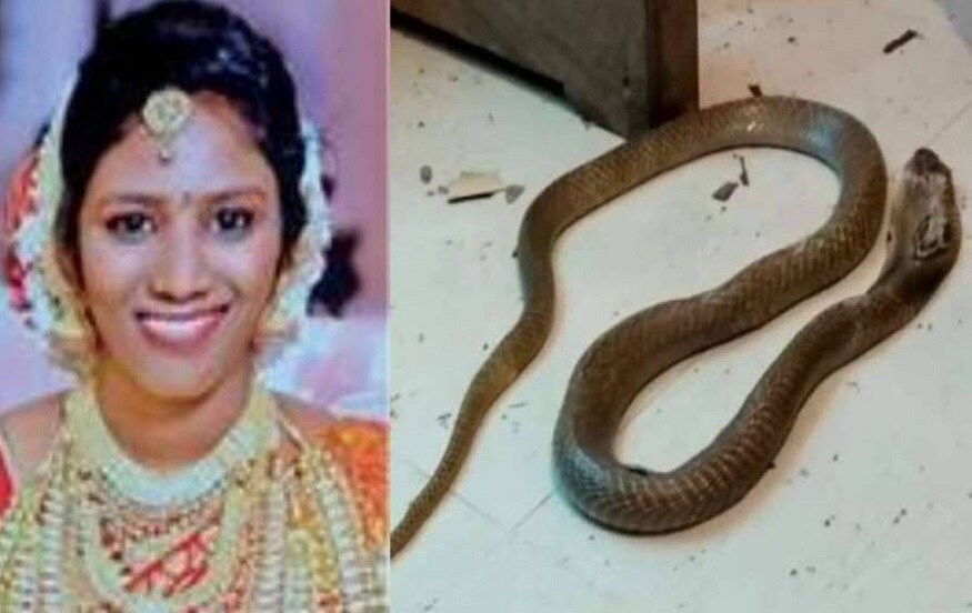 প্রথম চেষ্টা বিফল হওয়ার পর সে আবার একটা সাপ কিনে নিয়ে আসে ৷ এবার সে কিনে আনে কোবরা ৷ ৬ মে ঘুমন্ত স্ত্রী-র ওপর কোবরাটি ফেলে দেয় ৷ অন্যদিকে খাটের ওপর বসে বসে সে দেখতে থাকে কীভাবে সাপটি তার বউকে ছোবল মারছে ৷ সাপটি উত্তরাকে দুবার কামড়ায় ৷ পরদিন সকালে সে স্ত্রীকে হাসপাতালে নিয়ে যায় ,সেখানে তাঁকে মৃত ঘোষণা করা হয় ৷Photo- Collected প্রথম চেষ্টা বিফল হওয়ার পর সে আবার একটা সাপ কিনে নিয়ে আসে ৷ এবার সে কিনে আনে কোবরা ৷ ৬ মে ঘুমন্ত স্ত্রী-র ওপর কোবরাটি ফেলে দেয় ৷ অন্যদিকে খাটের ওপর বসে বসে সে দেখতে থাকে কীভাবে সাপটি তার বউকে ছোবল মারছে ৷ সাপটি উত্তরাকে দুবার কামড়ায় ৷ পরদিন সকালে সে স্ত্রীকে হাসপাতালে নিয়ে যায় ,সেখানে তাঁকে মৃত ঘোষণা করা হয় ৷Photo- Collected