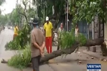 ,অশ্বত্থ, মেহেগনি রাস্তার ধারে পড়ে রয়েছে ,আমফানে শেষ হয়ে গেল ৫০০০ গাছের প্রাণ
