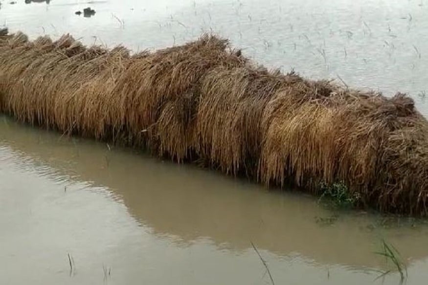 এক সরকারি আধিকারিক জানাচ্ছেন, বোরো ধানের ৫০ শতাংশই এখনও জমি থেকে কাটা হয়নি৷ তার সবটাই দু'- তিন দিন ধরে জলের তলায় ডুবে রয়েছে৷ ফলে সেই ফসল সম্পূর্ণ নষ্ট হয়ে এক সরকারি আধিকারিক জানাচ্ছেন, বোরো ধানের ৫০ শতাংশই এখনও জমি থেকে কাটা হয়নি৷ তার সবটাই দু'- তিন দিন ধরে জলের তলায় ডুবে রয়েছে৷ ফলে সেই ফসল সম্পূর্ণ নষ্ট হয়ে