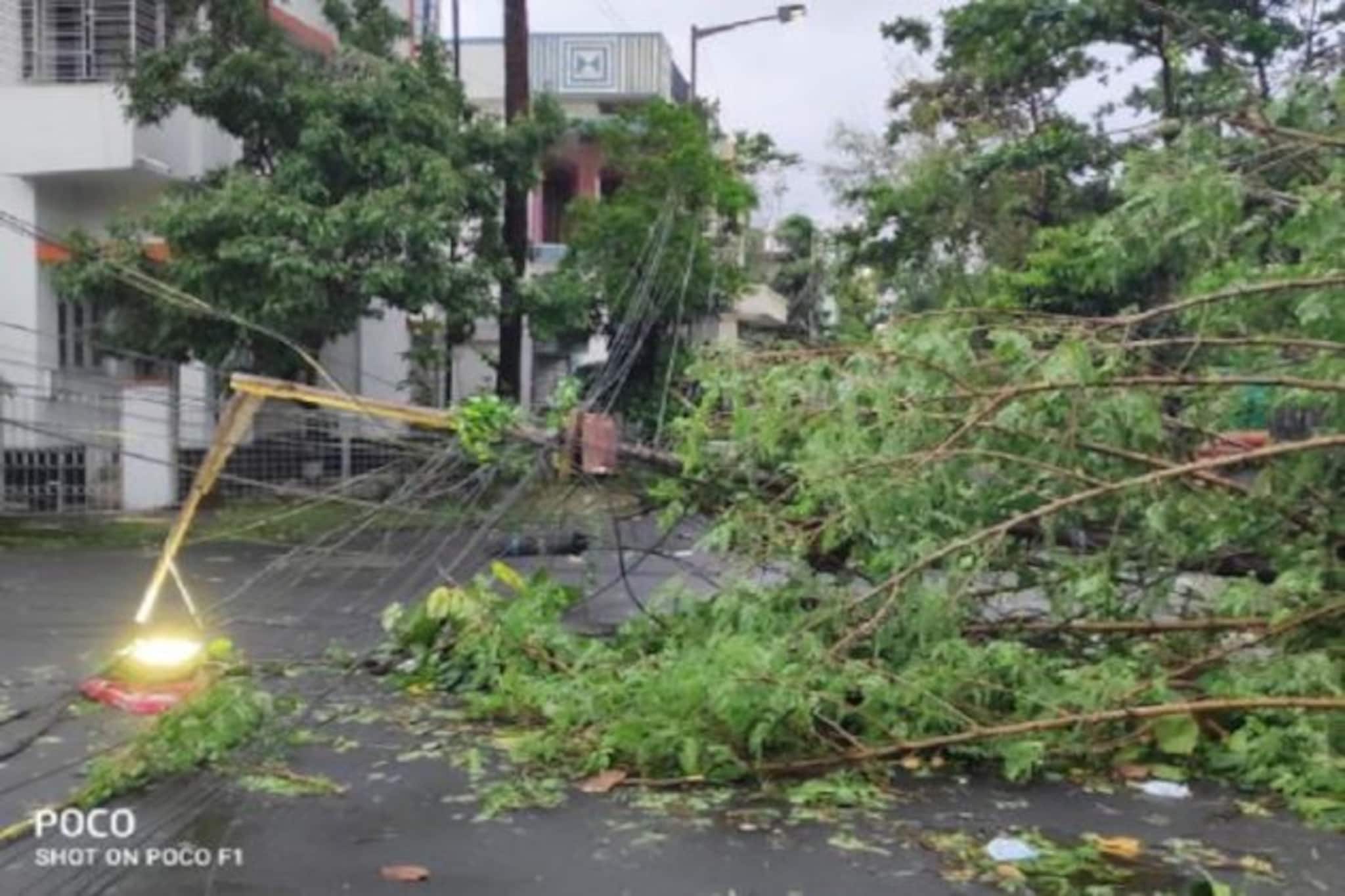 আমফানের তাণ্ডবে কলকাতা জুড়ে সবুজের লাশ, এই ঘূর্ণিঝড়ে কত গাছ বলি পড়ল জানেন?