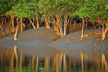 আমফানে বিধ্বস্ত সুন্দরবন, ম্যানগ্রোভ বাড়াতে ৫ কোটি গাছ লাগাবে রাজ্য সরকার আমফানে বিধ্বস্ত সুন্দরবন, ম্যানগ্রোভ বাড়াতে ৫ কোটি গাছ লাগাবে রাজ্য সরকার
