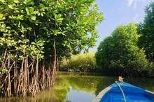 ঝড়ঝাপ্টা থেকে রক্ষা করা মানুষের ‘প্রহরী’ ম্যানগ্রোভ ধ্বংস হবে ২০৫০-এর মধ্যে!