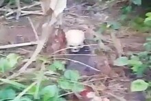 গ্রামের ভুট্টা ক্ষেত থেকে উদ্ধার মানুষের হাড়গোড়, খুলি! এলাকায় ব্যাপক চাঞ্চল্য