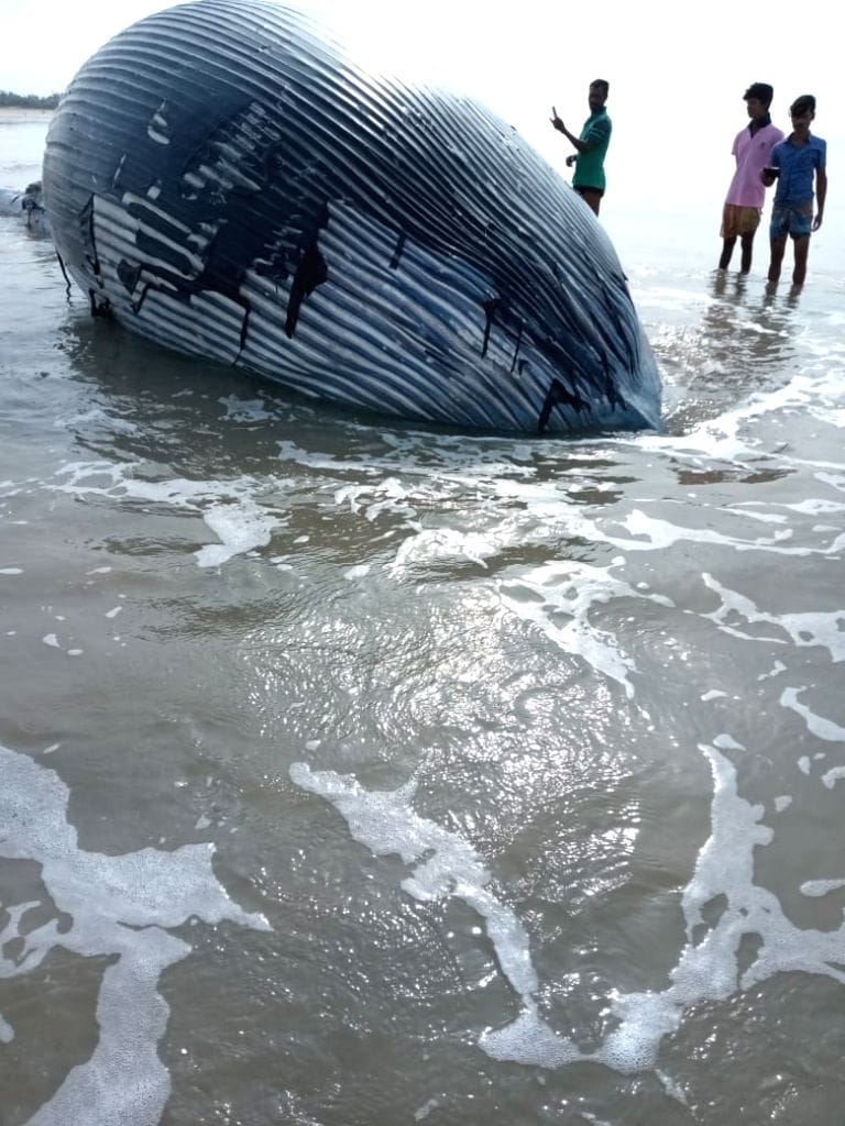ইয়া লম্বা তিমি মাছটিকে সমুদ্র সৈকতের উপরেই মৃত অবস্থায় দেখতে পাওয়া যায়। যার ওজন কয়েক কুইন্টাল হবে। মৃত তিমিটি ঠিক কত ফুট লম্বা আর সেটির ওজন কত তা জানতে বন দফতরের কর্মীরা ঘটনাস্থলে পৌঁছন। ছবি-সংগৃহীত ইয়া লম্বা তিমি মাছটিকে সমুদ্র সৈকতের উপরেই মৃত অবস্থায় দেখতে পাওয়া যায়। যার ওজন কয়েক কুইন্টাল হবে। মৃত তিমিটি ঠিক কত ফুট লম্বা আর সেটির ওজন কত তা জানতে বন দফতরের কর্মীরা ঘটনাস্থলে পৌঁছন। ছবি-সংগৃহীত