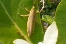 বীরভূমের বিভিন্ন জায়গায় সবুজ ধ্বংস করা অজানা পোকা আসলে কী? জানাল কৃষি দফতর